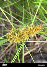 Attēlu rezultāti vaicājumam “Carex diandra”