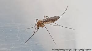 Attēlu rezultāti vaicājumam “Culex pipiens”