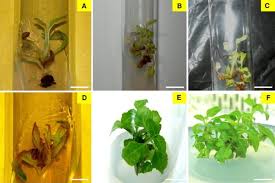 Attēlu rezultāti vaicājumam “Saussurea esthonica flower”