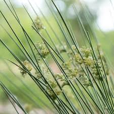 Attēlu rezultāti vaicājumam “Juncus nastanthus”