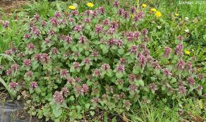 Attēlu rezultāti vaicājumam “Lamium purpureum”
