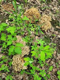 Attēlu rezultāti vaicājumam “Polyporus umbellatus”