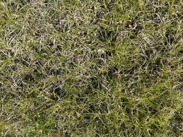 Attēlu rezultāti vaicājumam “Carex digitata fruit”