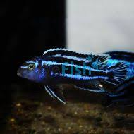 Risultati immagini per cynotilapia pulpican