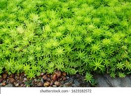 Attēlu rezultāti vaicājumam “Sedum hispanicum”