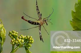 Attēlu rezultāti vaicājumam “Panorpa communis”