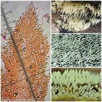 Attēlu rezultāti vaicājumam “Mucronella calva”