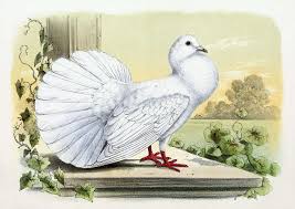 Attēlu rezultāti vaicājumam “Columba livia f. domestica adult”