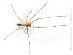 Attēlu rezultāti vaicājumam “Tetragnatha extensa”