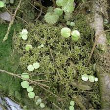 Attēlu rezultāti vaicājumam “Timmia megapolitana”