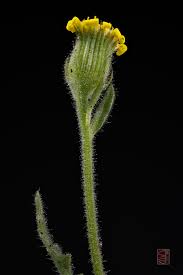 Attēlu rezultāti vaicājumam “Senecio viscosus”