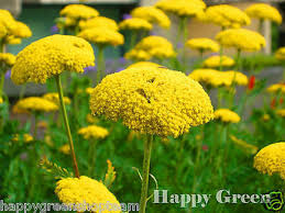 Image result for Achillea filipendulina