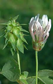 Attēlu rezultāti vaicājumam “Trifolium spadiceum flower”