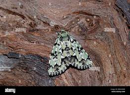 Attēlu rezultāti vaicājumam “Moma alpium”