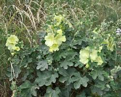 Image result for Alcea rugosa