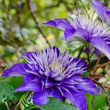 Image result for clematis multi blue