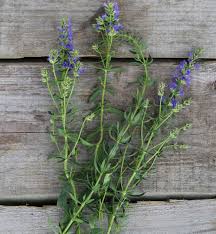 Image result for Ysop