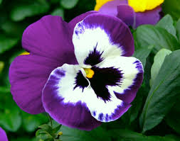 Image result for Viola x wittrockiana `Hiemalis`