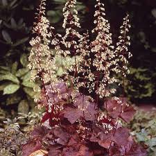 Image result for Heuchera `Palace Purple`