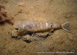 Attēlu rezultāti vaicājumam “Crangon crangon”