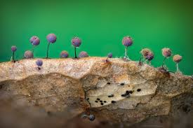 Attēlu rezultāti vaicājumam “Lamproderma arcyrioides macro”