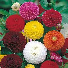 Image result for Dahlia hybrid.