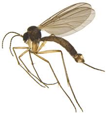 Attēlu rezultāti vaicājumam “Mycetophilidae”