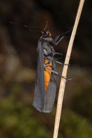 Attēlu rezultāti vaicājumam “Atolmis rubricollis”