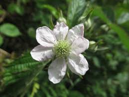 Attēlu rezultāti vaicājumam “Rubus plicatus”