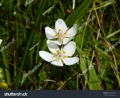 Attēlu rezultāti vaicājumam “Parnassiaceae”