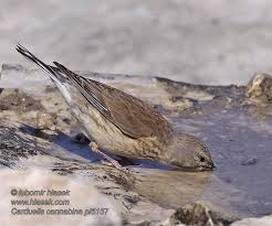 Attēlu rezultāti vaicājumam “Carduelis cannabina male”
