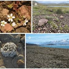 Attēlu rezultāti vaicājumam “Anthyllis arenaria”