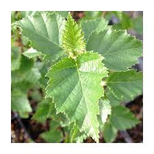 Attēlu rezultāti vaicājumam “Betula papyrifera leaf”