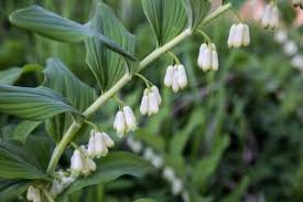 Attēlu rezultāti vaicājumam “Polygonatum multiflorum  leaf”