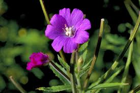 Attēlu rezultāti vaicājumam “Epilobium hirsutum leaf”