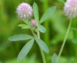 Attēlu rezultāti vaicājumam “Trifolium arvense flower”