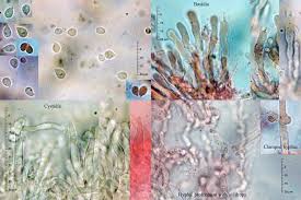 Attēlu rezultāti vaicājumam “Cylindrobasidium evolvens”