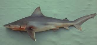 Image result for Carcharhinus