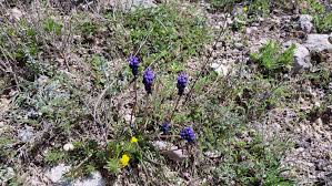 Attēlu rezultāti vaicājumam “Muscari neglectum”