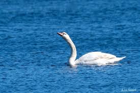Attēlu rezultāti vaicājumam “Cygnus olor adult”