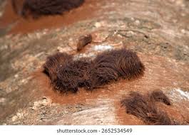 Attēlu rezultāti vaicājumam “Stemonitis flavogenita spores”