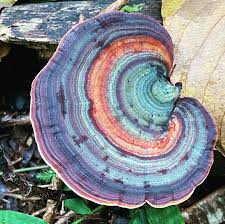 Attēlu rezultāti vaicājumam “Trametes versicolor”