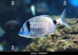 Image result for Diplodus vulgaris