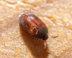 Attēlu rezultāti vaicājumam “Attagenus smirnovi”