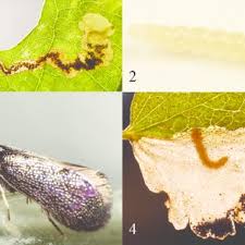 Attēlu rezultāti vaicājumam “Eriocraniidae”