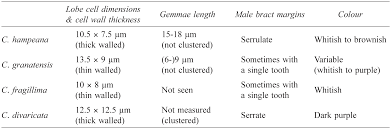 Attēlu rezultāti vaicājumam “Cephaloziella hampeana”