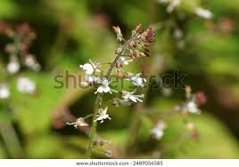 Attēlu rezultāti vaicājumam “Circaea lutetiana flower”