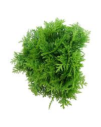 Attēlu rezultāti vaicājumam “Thuja plicata”