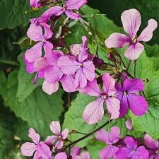 Image result for Lunaria annua