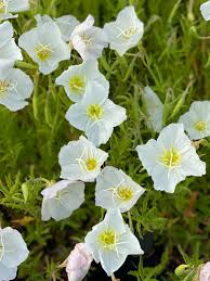 Image result for Nachtkerze